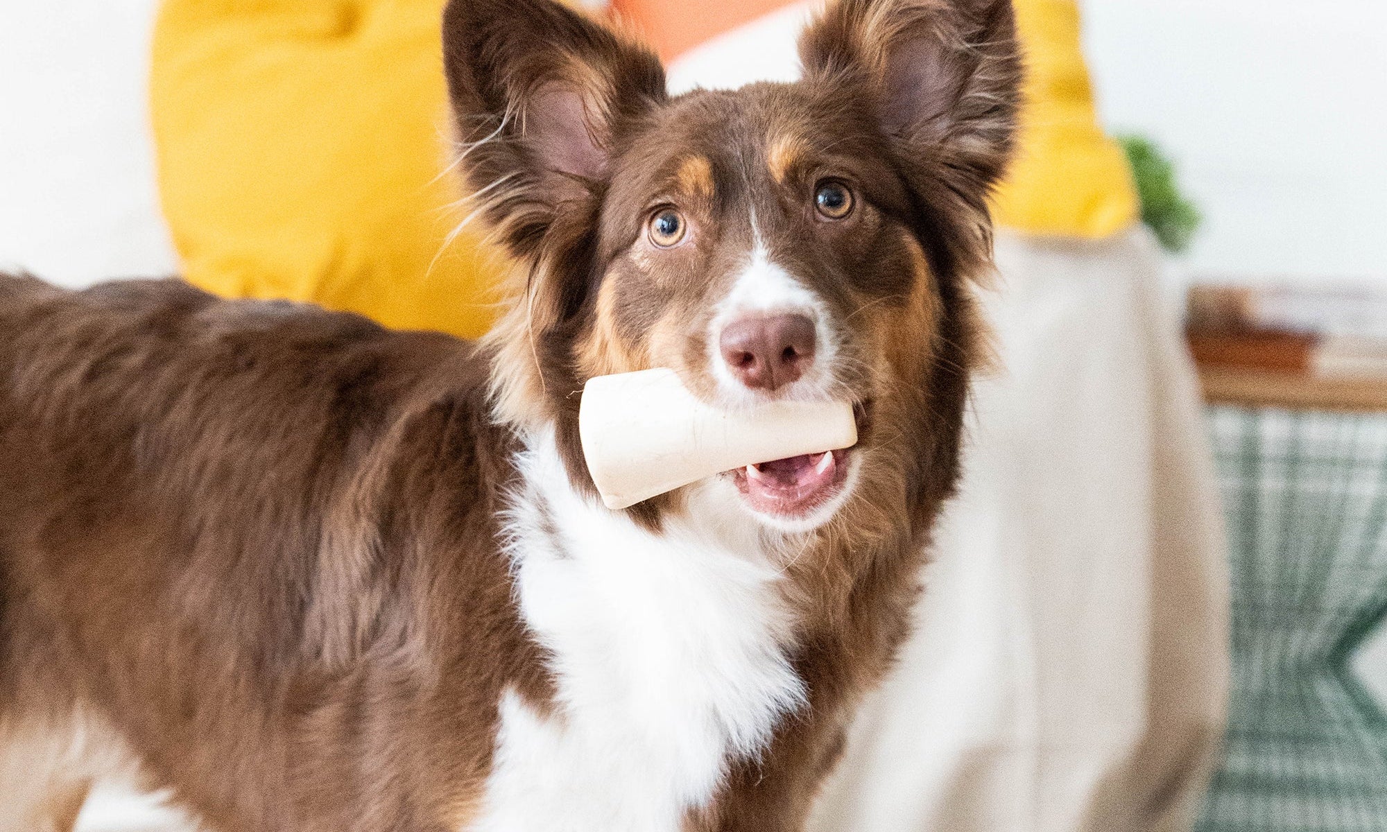 How to Choose the Right Chew for Your Dog: The Ultimate Guide from The Country Butcher