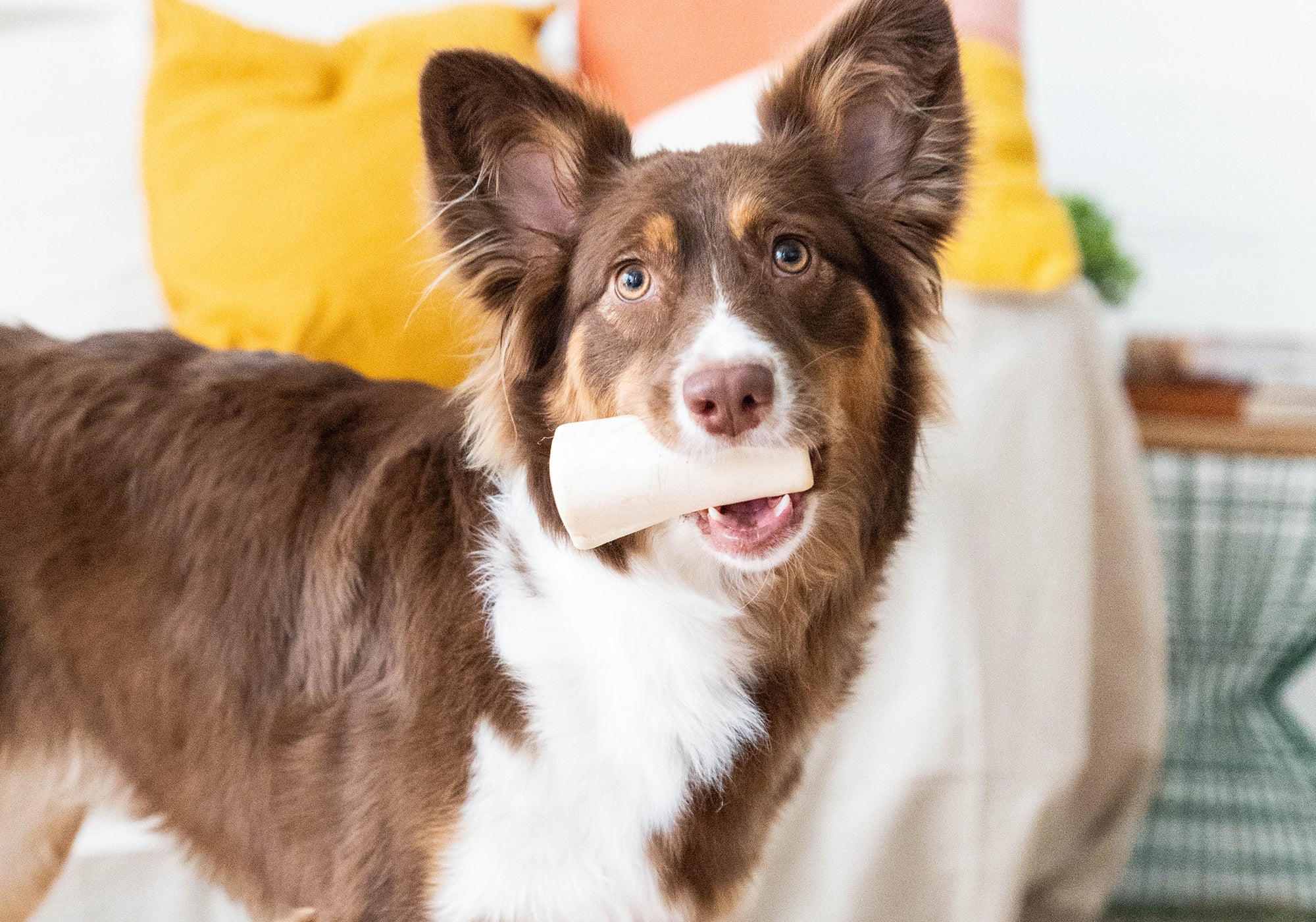 How to Choose the Right Chew for Your Dog: The Ultimate Guide from The Country Butcher