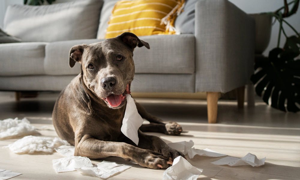 Bad Behavior or Separation Anxiety? How to Tell the Difference and Help Your Dog