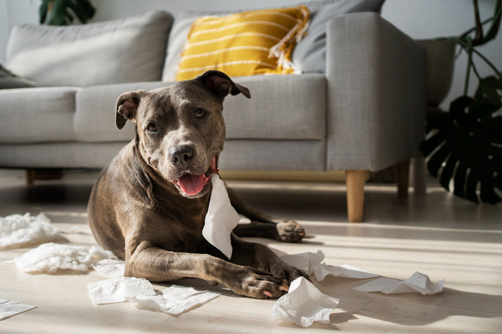 Bad Behavior or Separation Anxiety? How to Tell the Difference and Help Your Dog