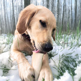 Pumpkin Flavor Filled Bone Medium (Holiday)