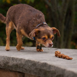 Mini Bully Spring